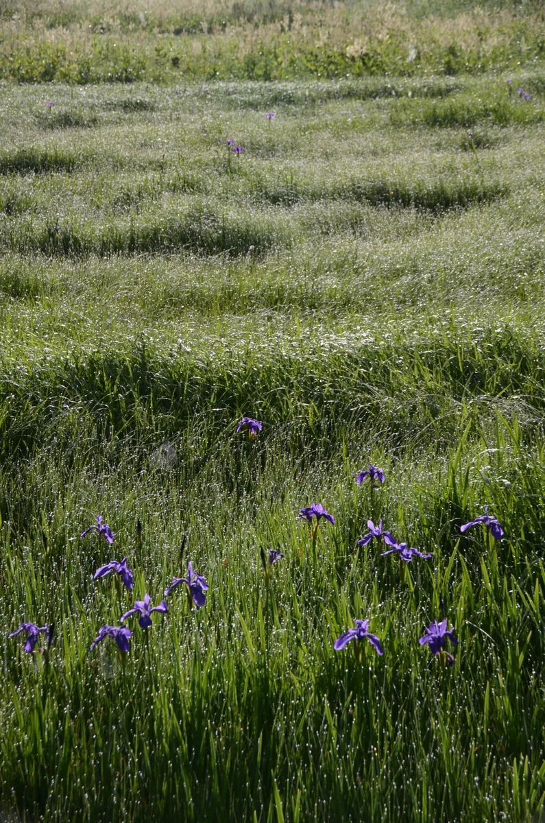 投稿写真：朝露の杜若