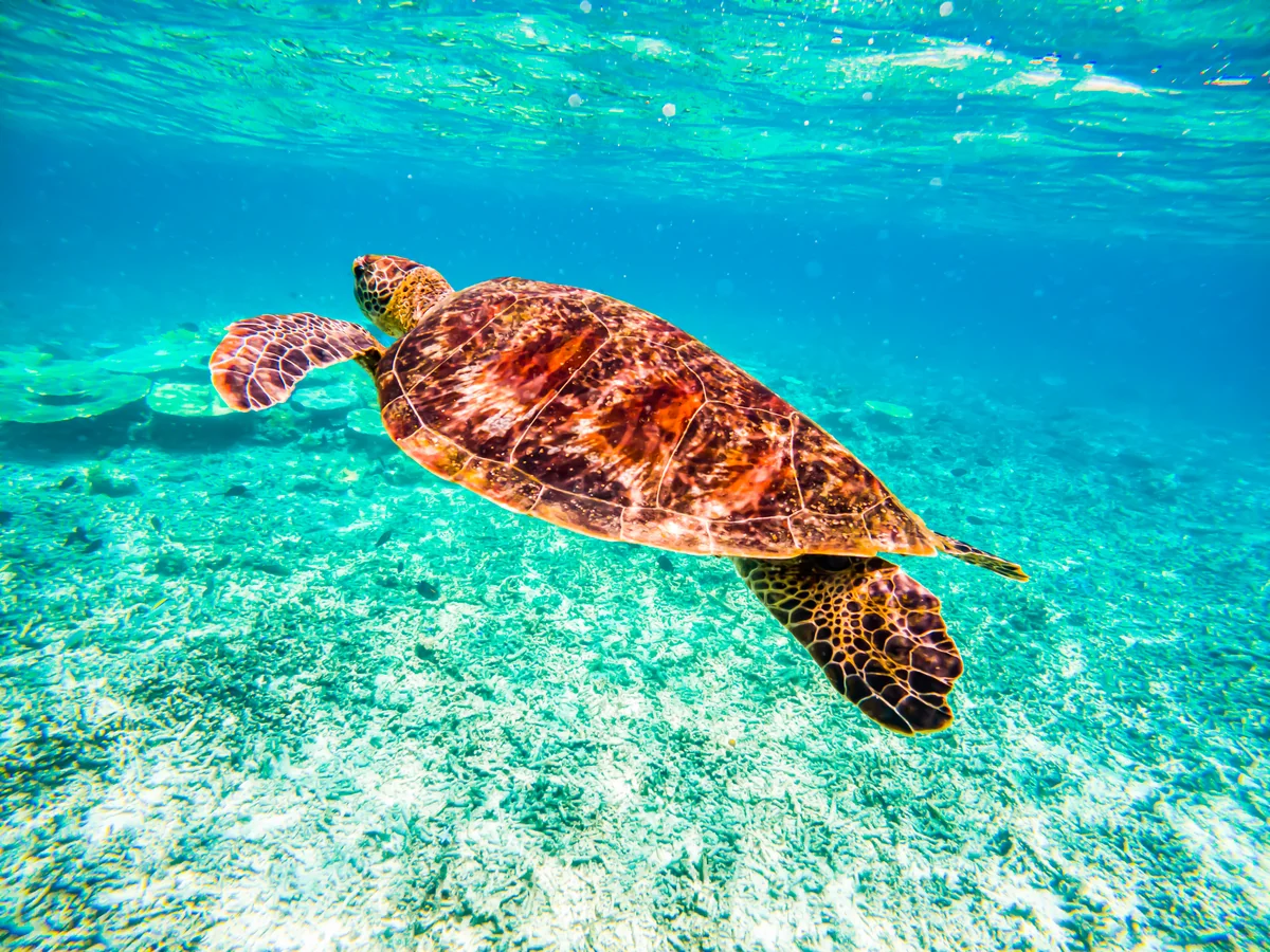 投稿写真：アオウミガメとともに