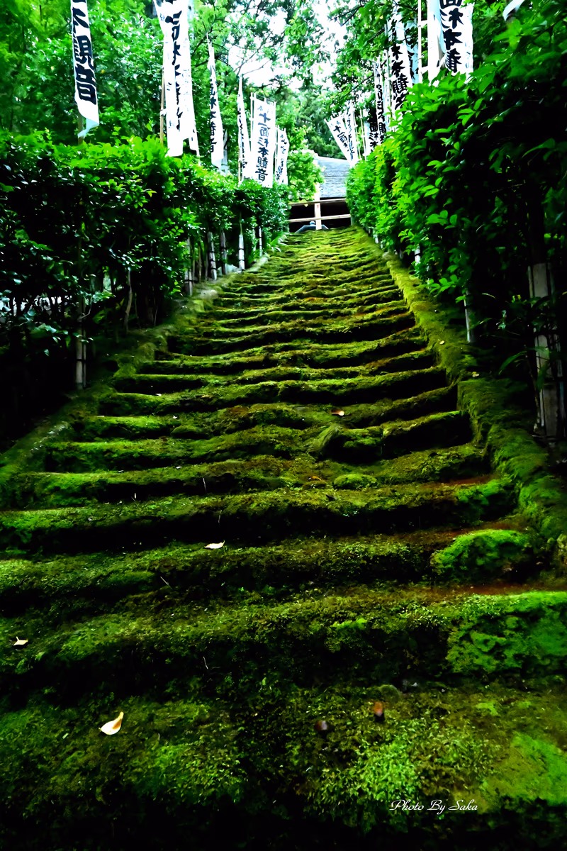 投稿写真：苔むす石段