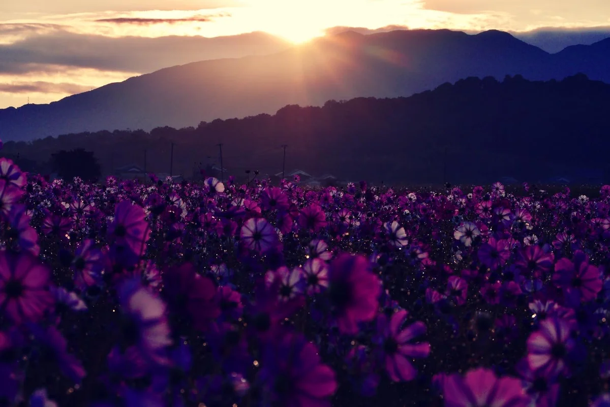 投稿写真：朝露に輝くコスモス