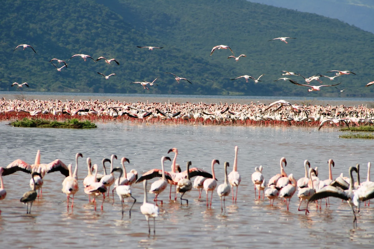 投稿写真：フラミンゴの群れ