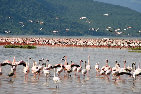 投稿：フラミンゴの群れ