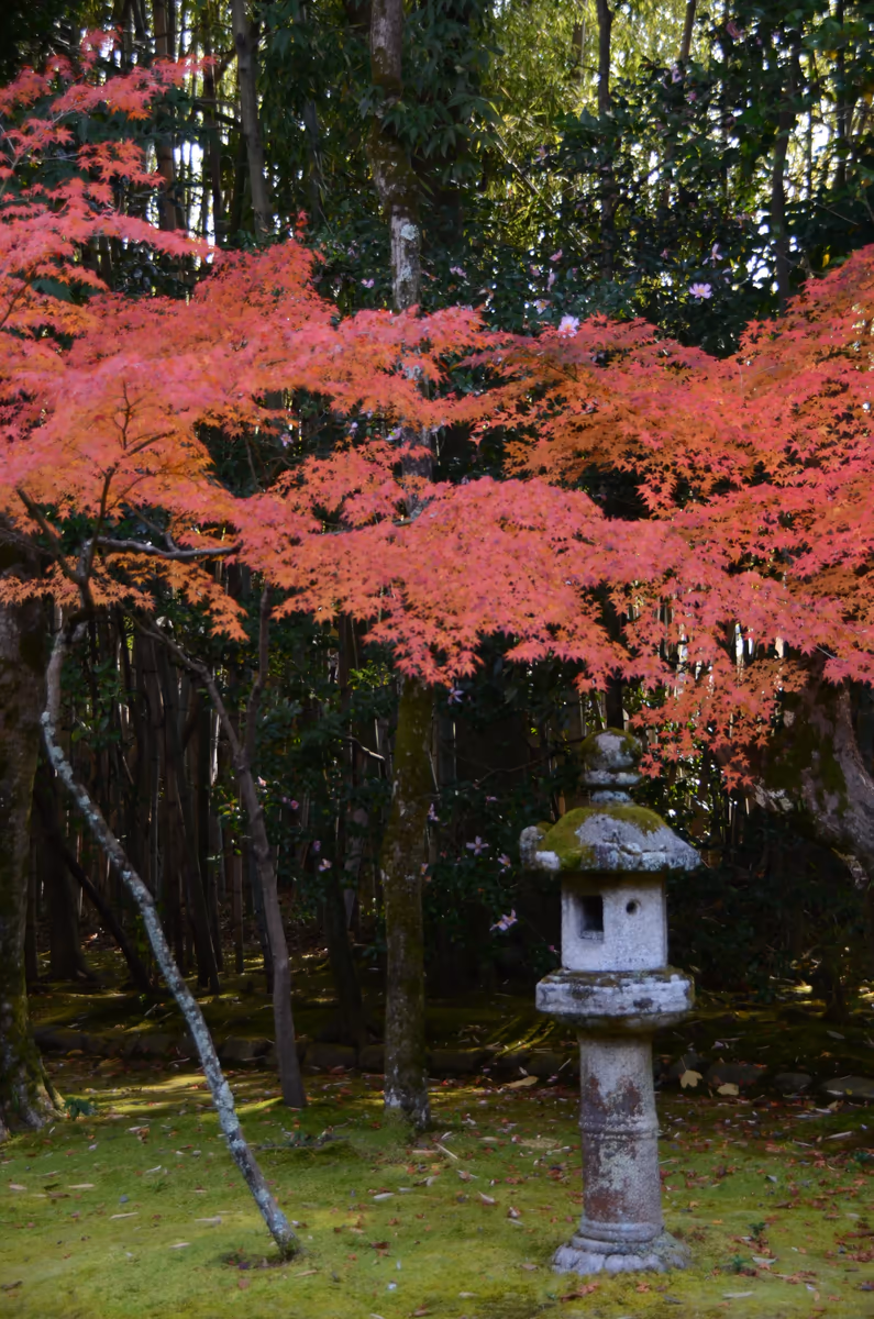 投稿写真：高桐院　秋の庭