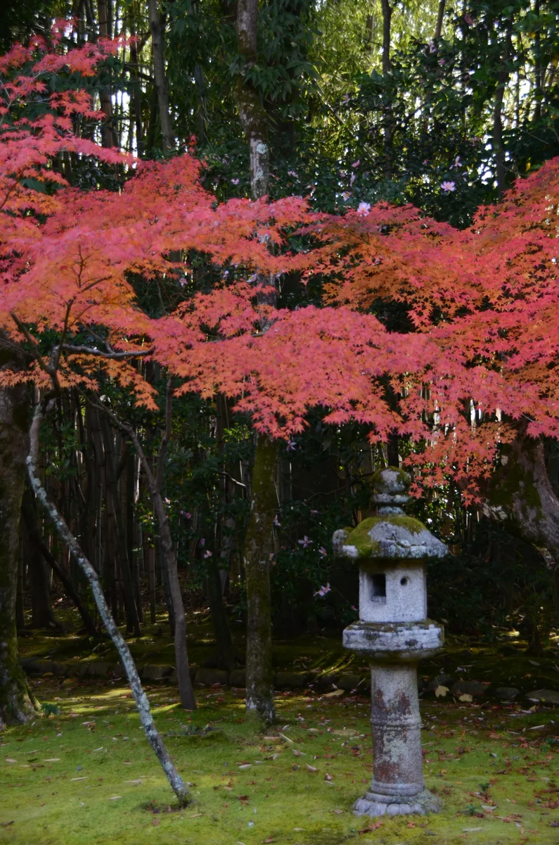 投稿写真：高桐院　秋の庭