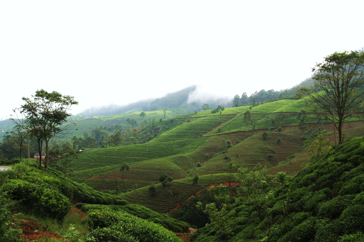 投稿写真：ヌワラ・エリヤの紅茶畑