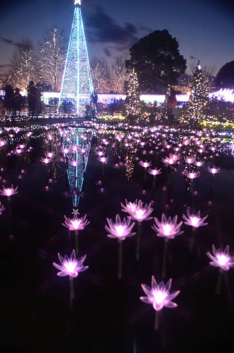 投稿写真：光の宴