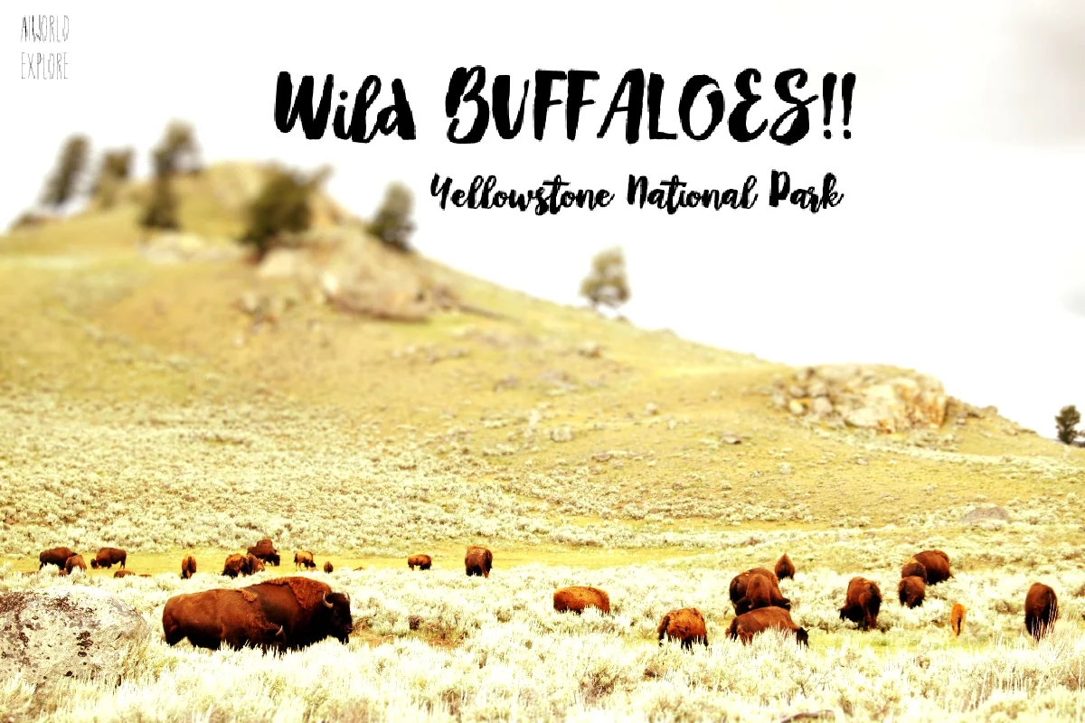 投稿写真：イエローストーン国立公園の野生のバッファロー