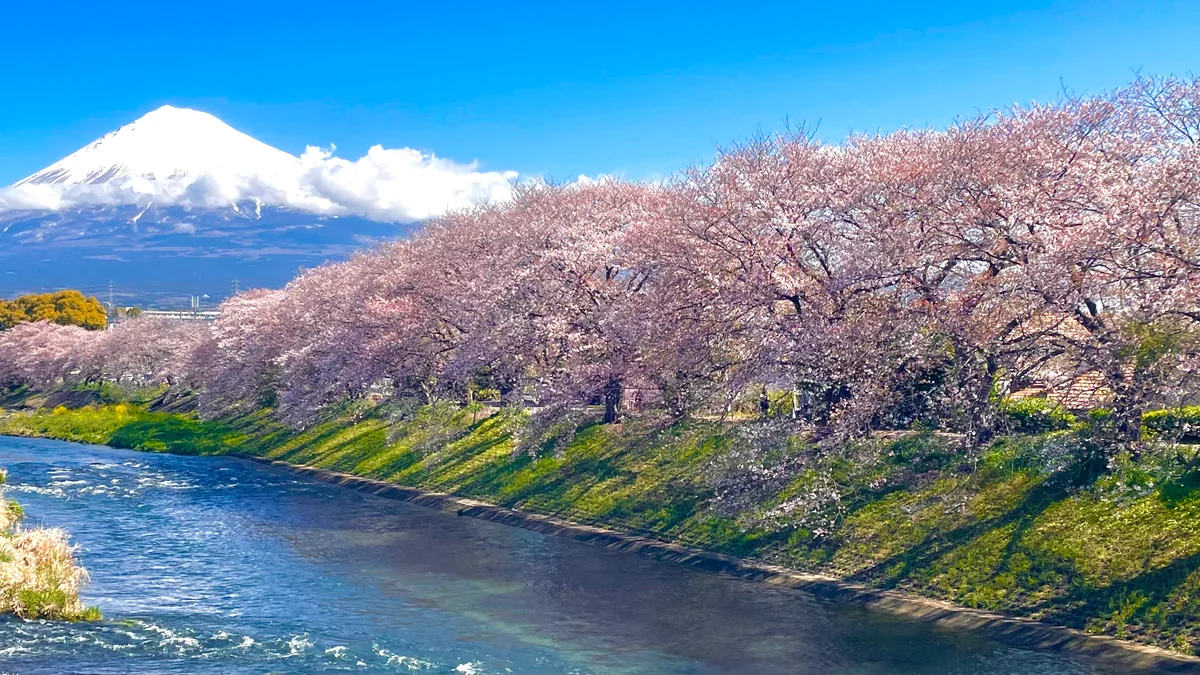 投稿写真：富士山と桜並木
