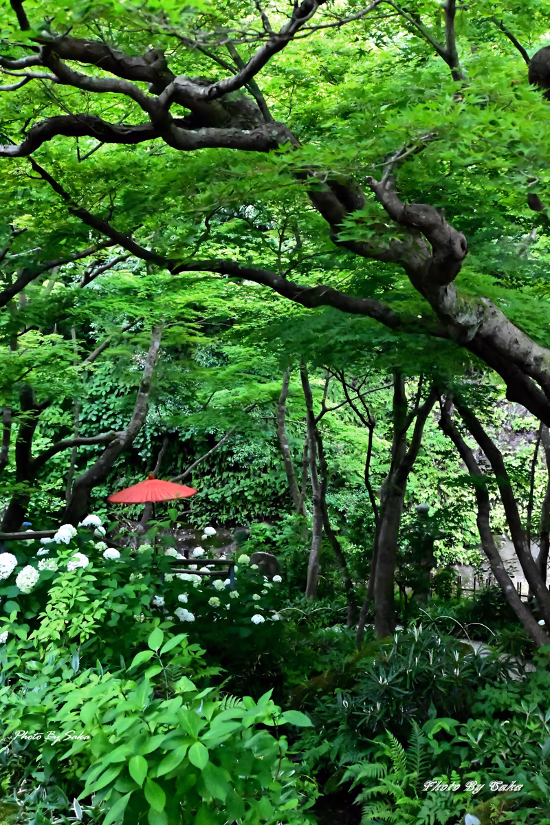 投稿写真：新緑の庭園