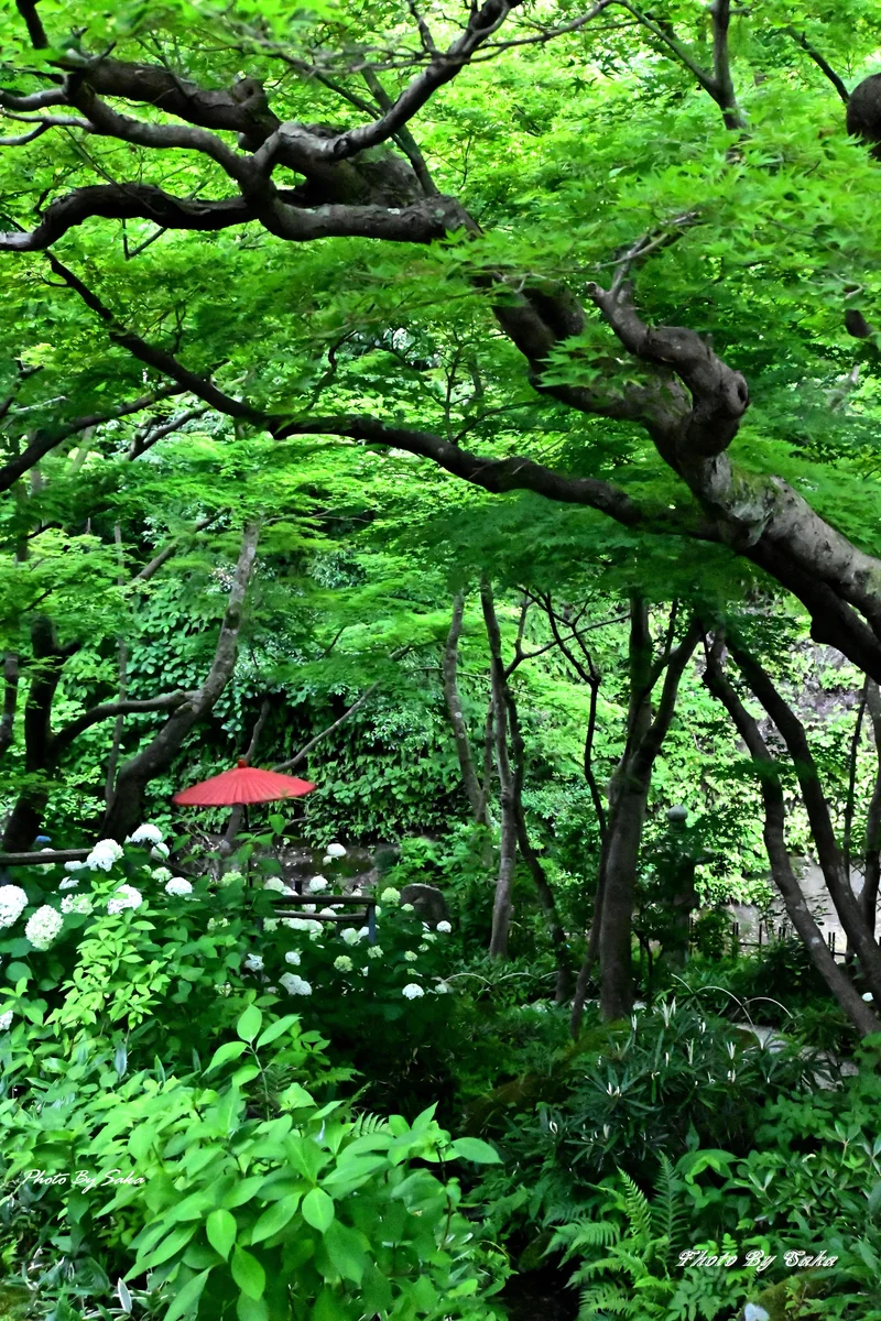 投稿写真：新緑の庭園