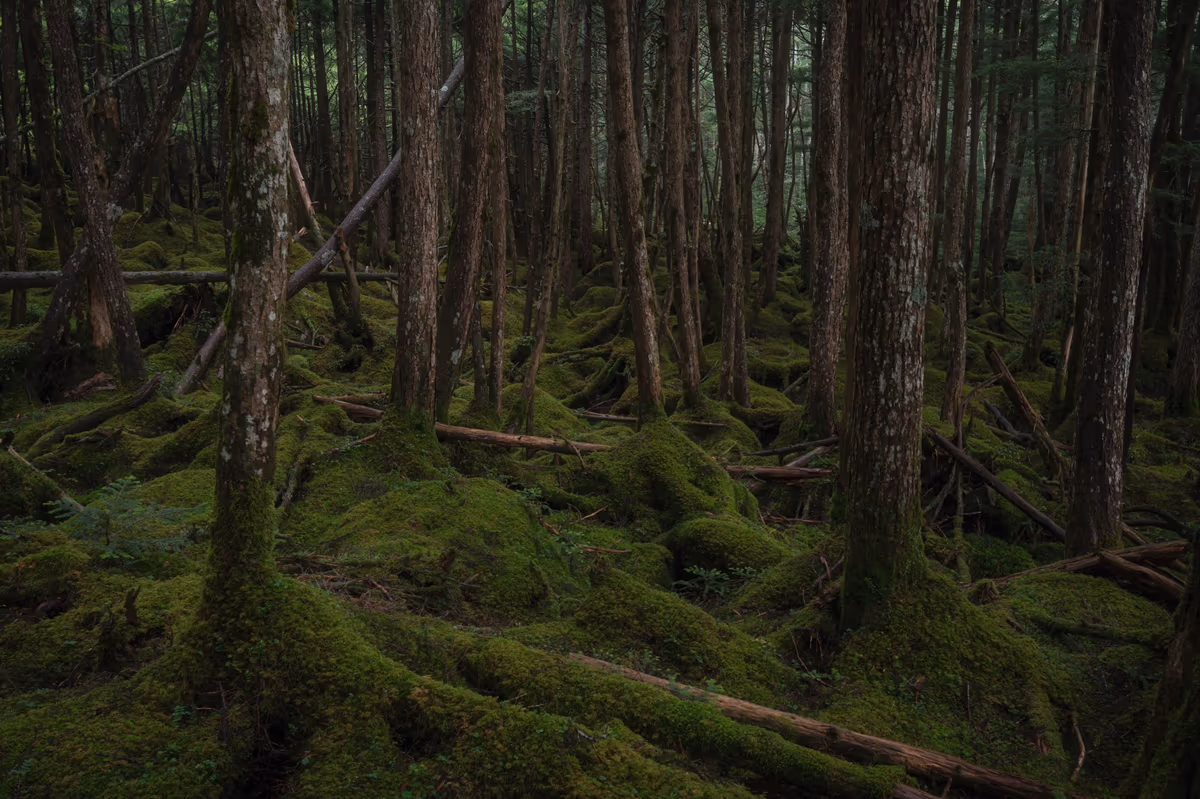 投稿写真：苔生きる大地