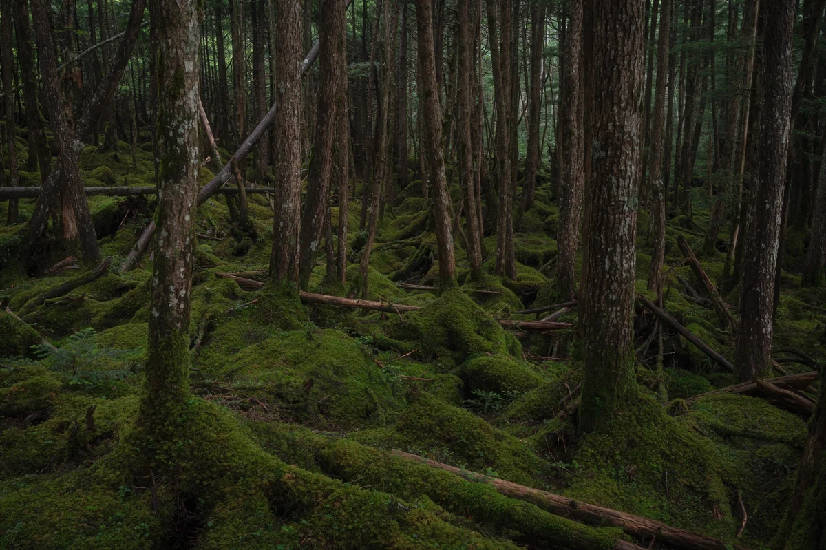 投稿写真：苔生きる大地