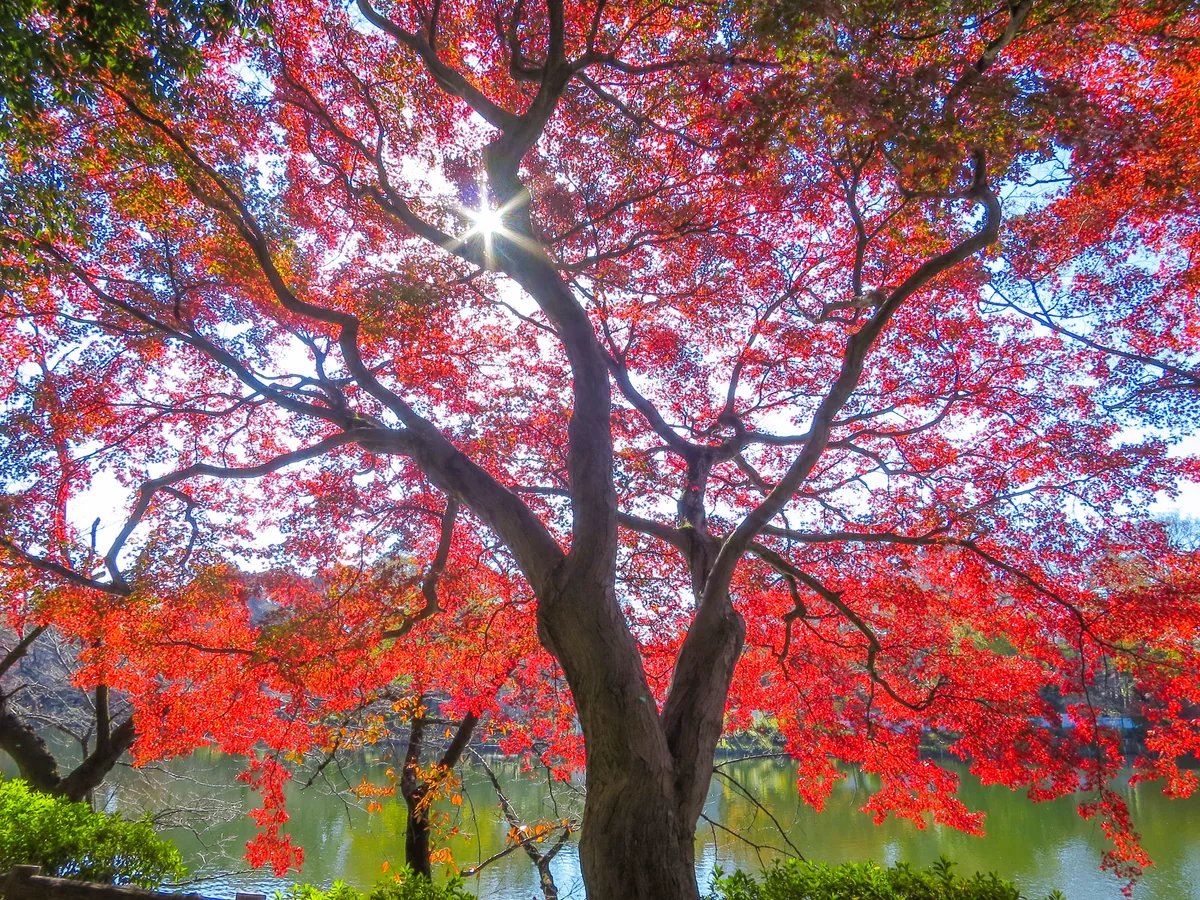 投稿写真：逆光もみじ紅葉