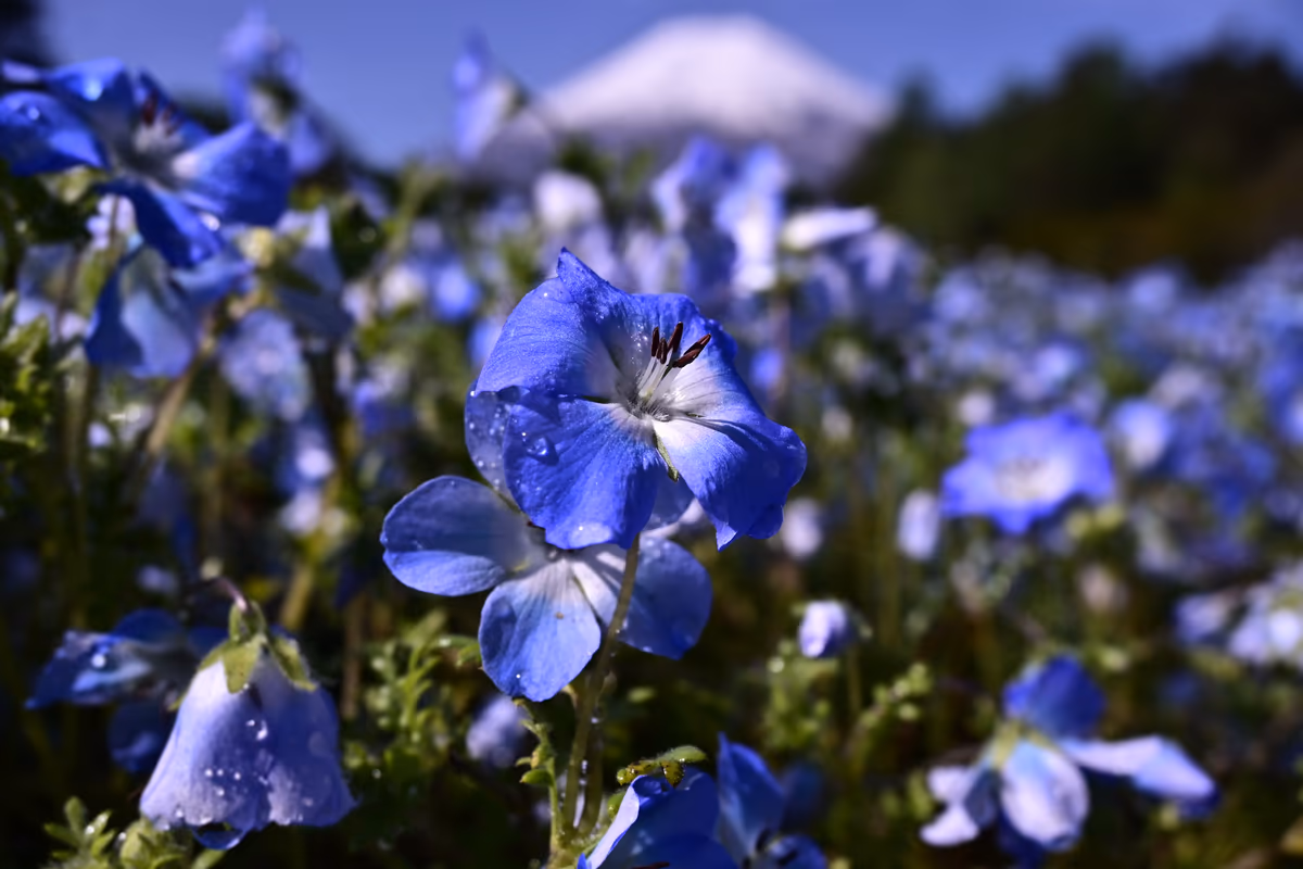 投稿写真：ネモフィラと富士山