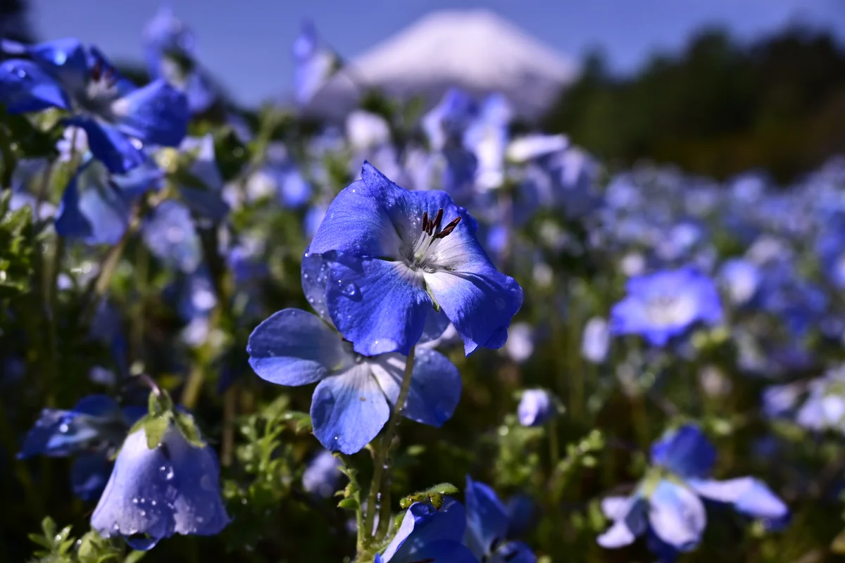 投稿写真：ネモフィラと富士山