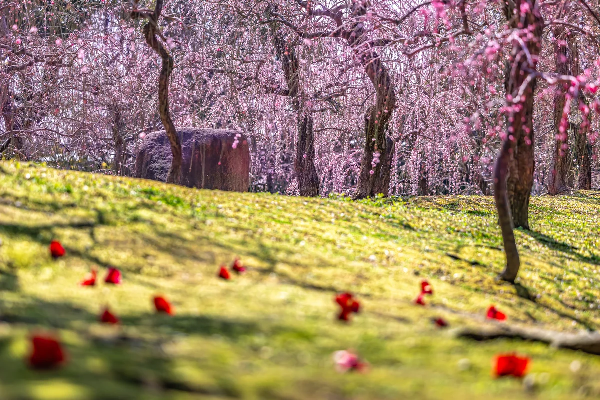 KNDさんの投稿写真