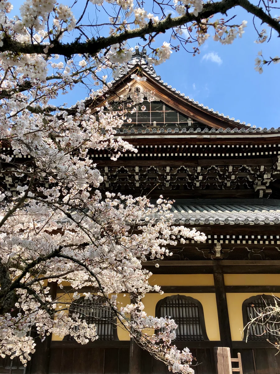 投稿写真：南禅寺と桜