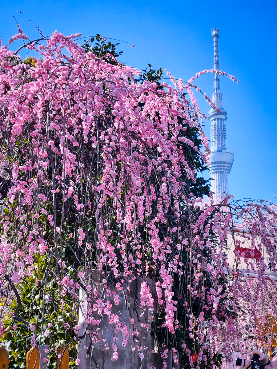 投稿写真：スカイツリーとシダレウメ