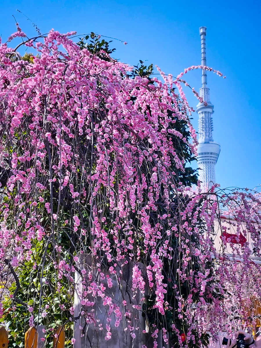 投稿写真：スカイツリーとシダレウメ