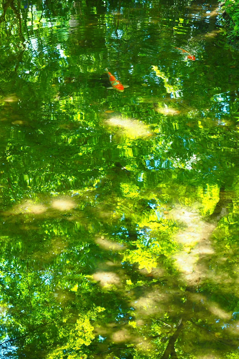 投稿写真：下賀茂神社　糺の森　緑映