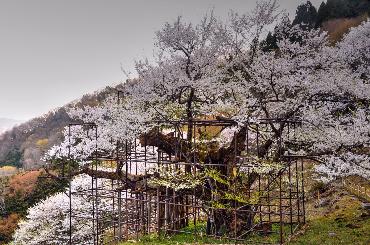 投稿写真：樽見の大桜