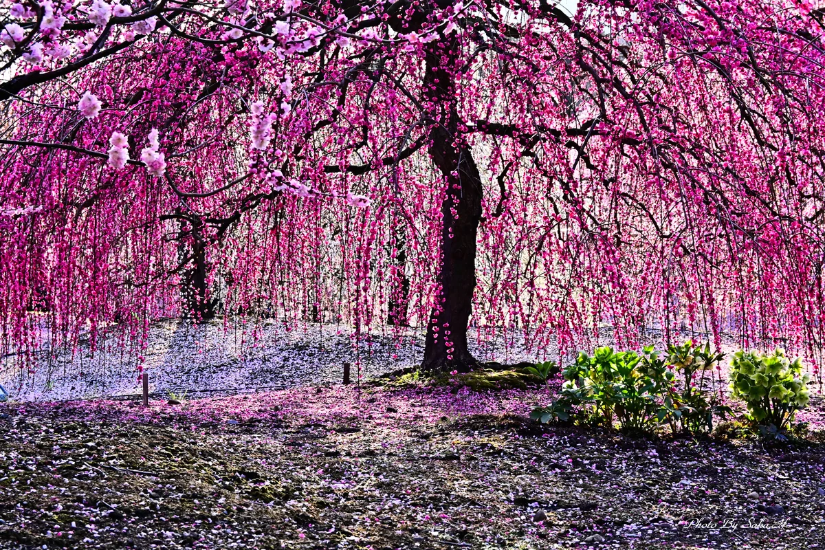 投稿写真：枝垂れ梅