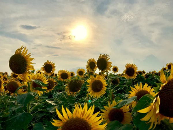 投稿：海風の向日葵