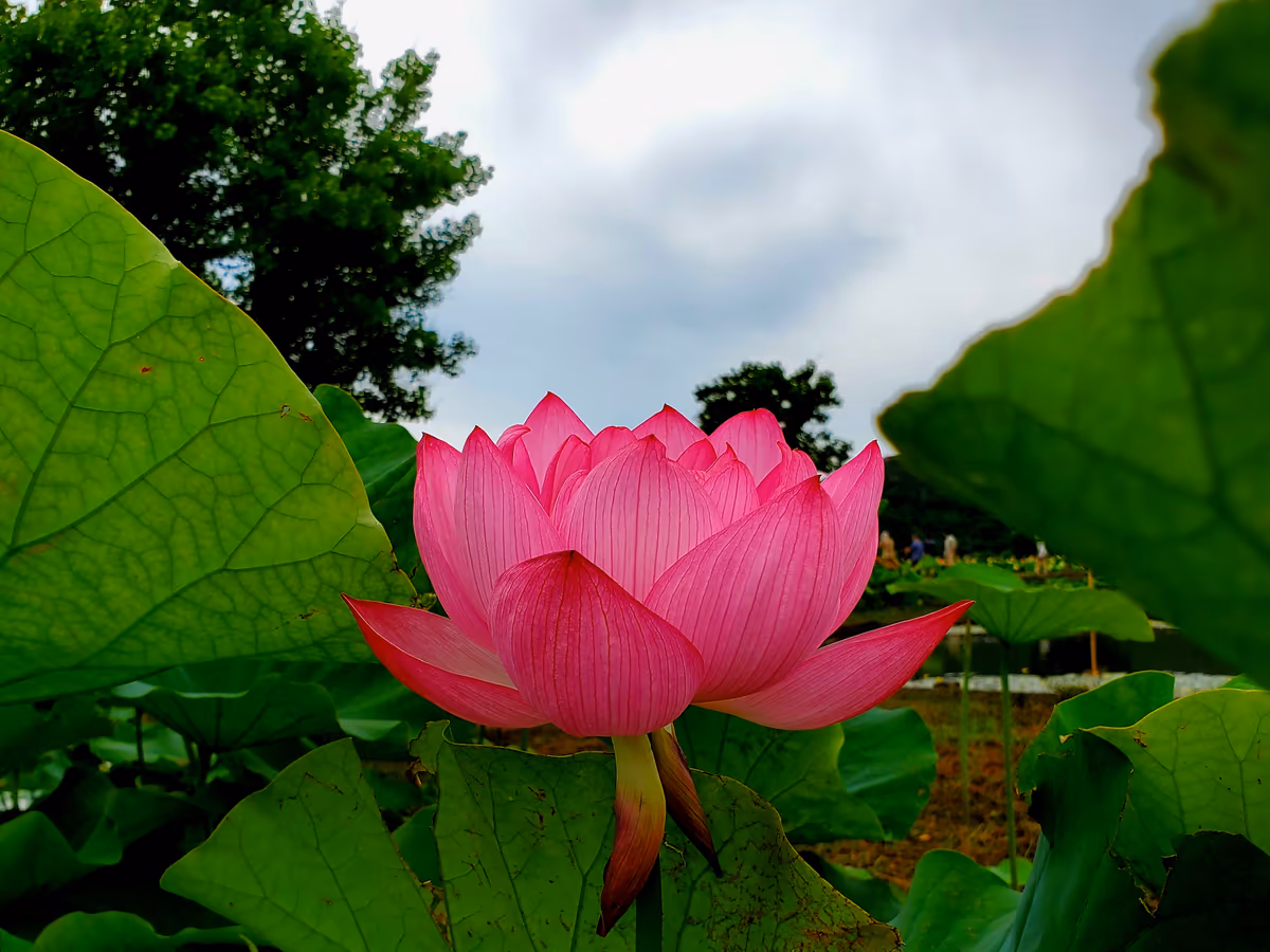 投稿写真：唐比(からこ)ハス園