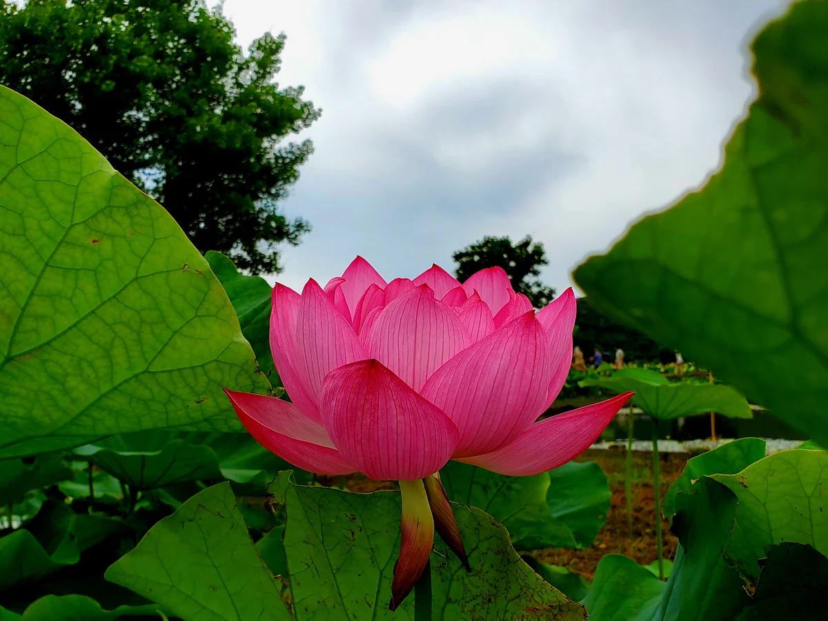 投稿写真：唐比(からこ)ハス園