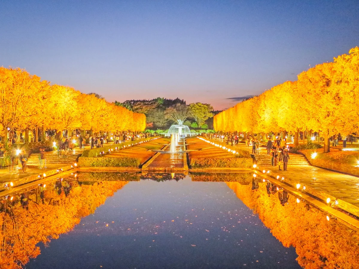 投稿写真：ブルーモーメントのイチョウ並木の黄葉のリフレクション