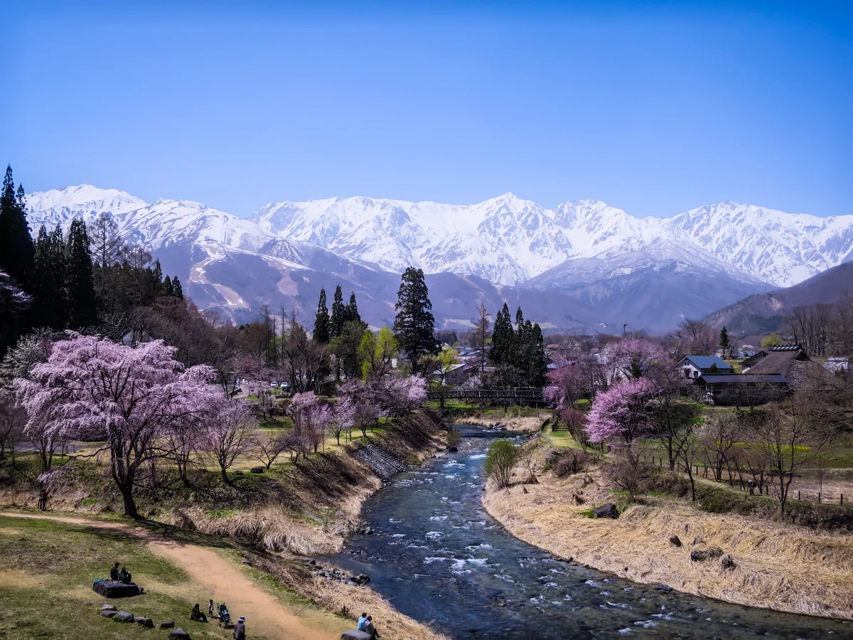 投稿写真：満開の桜と残雪の北アルプス