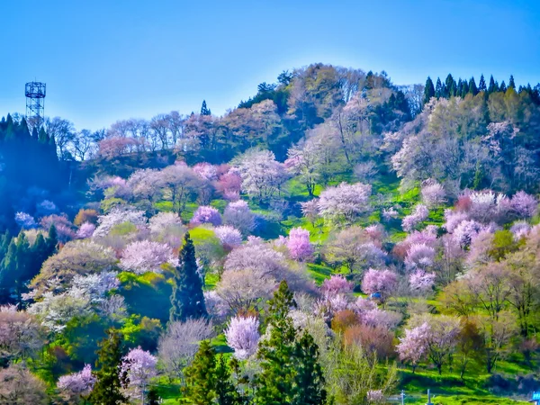 投稿：二反田の桜