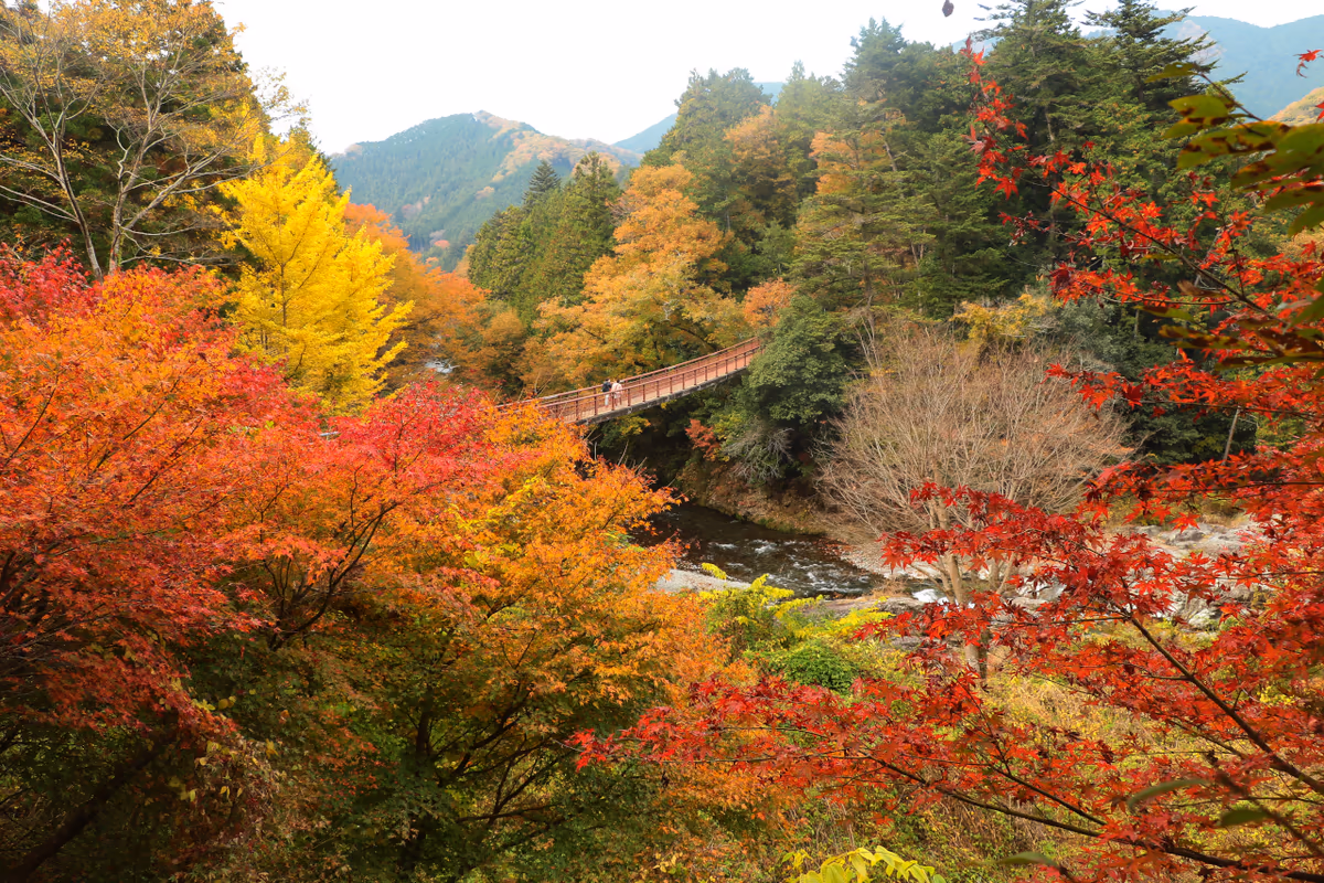 投稿写真：紅葉の石舟橋