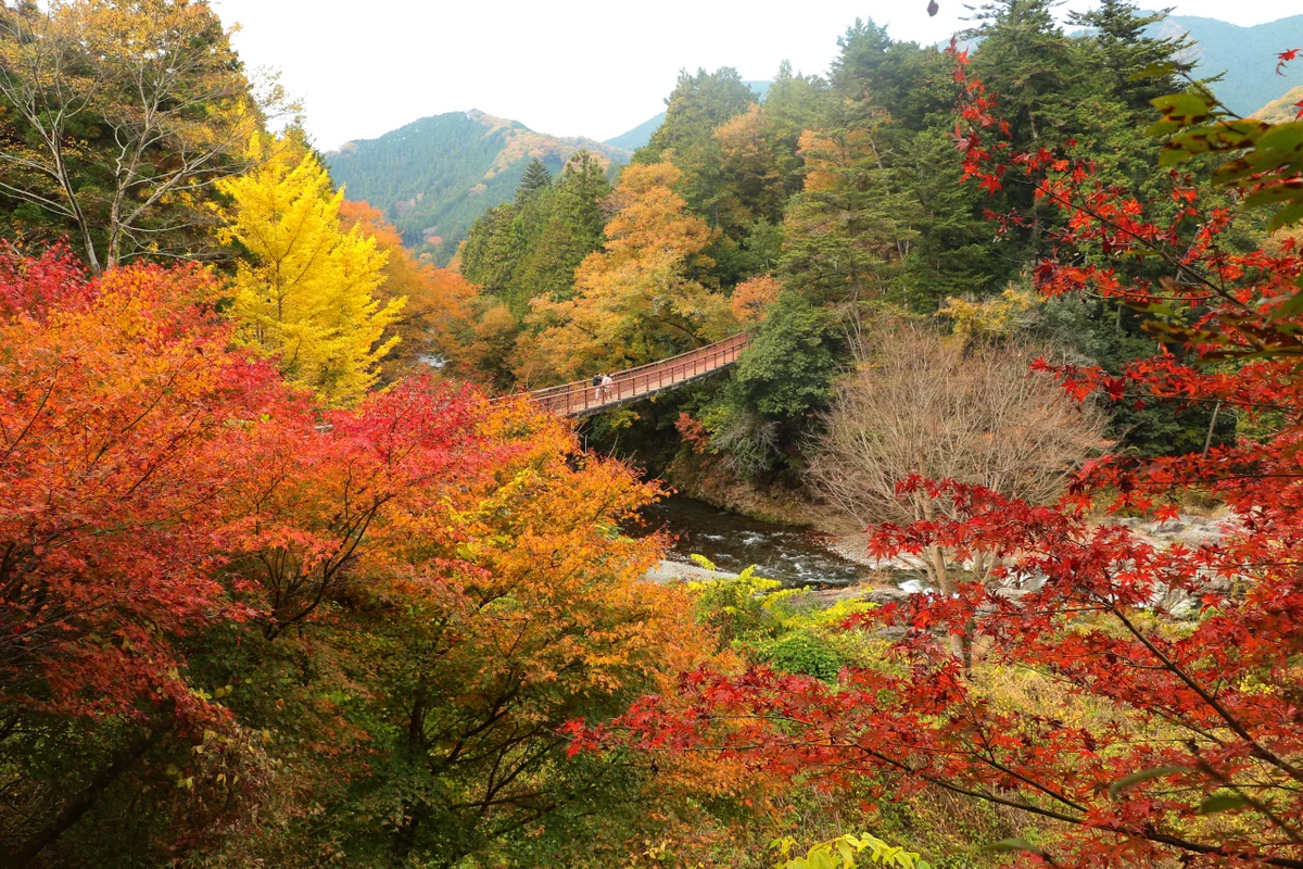投稿写真：紅葉の石舟橋