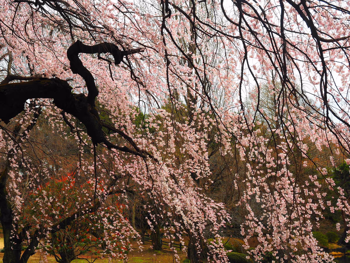 投稿写真：新宿御苑　しだれ桜