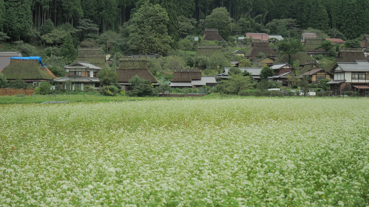 投稿写真：美山　蕎麦の花