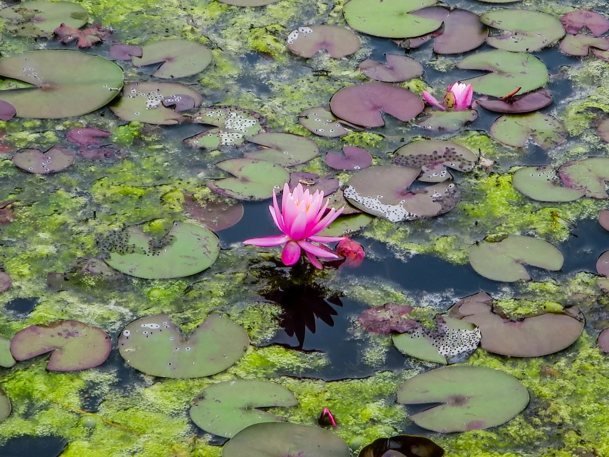 投稿写真：スイレン