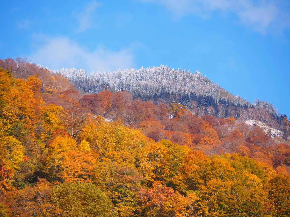 投稿写真：雪と紅葉のコラボレーション