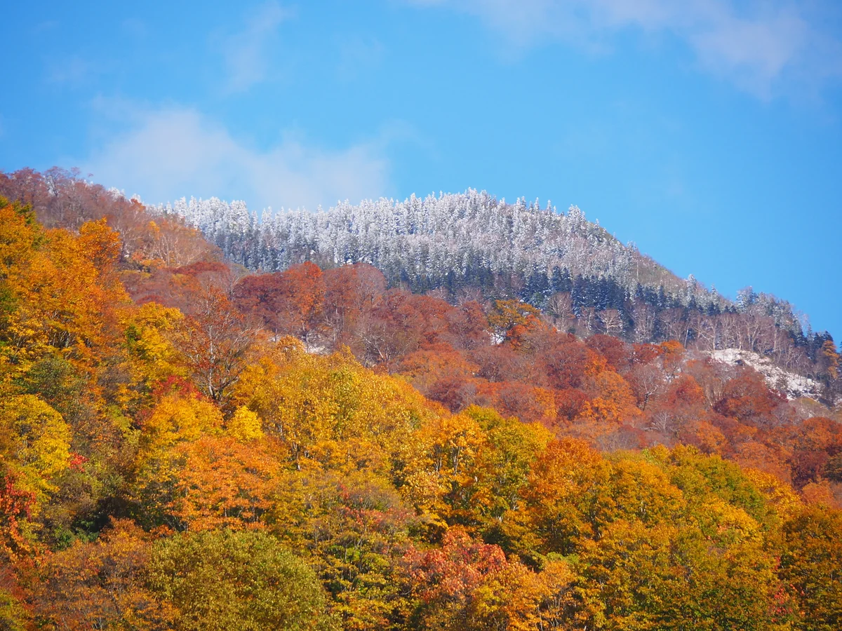 投稿写真：雪と紅葉のコラボレーション