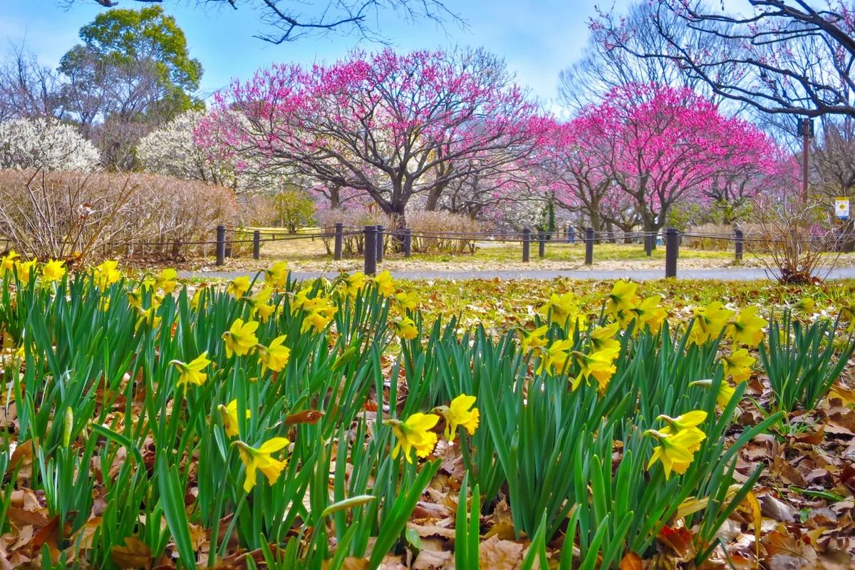 投稿写真：スイセンと紅白の梅
