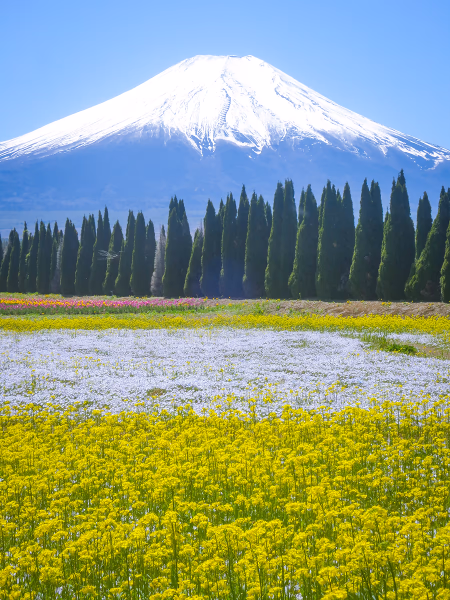 投稿写真：菜の花と白いネモフィラと化粧直しした富士山