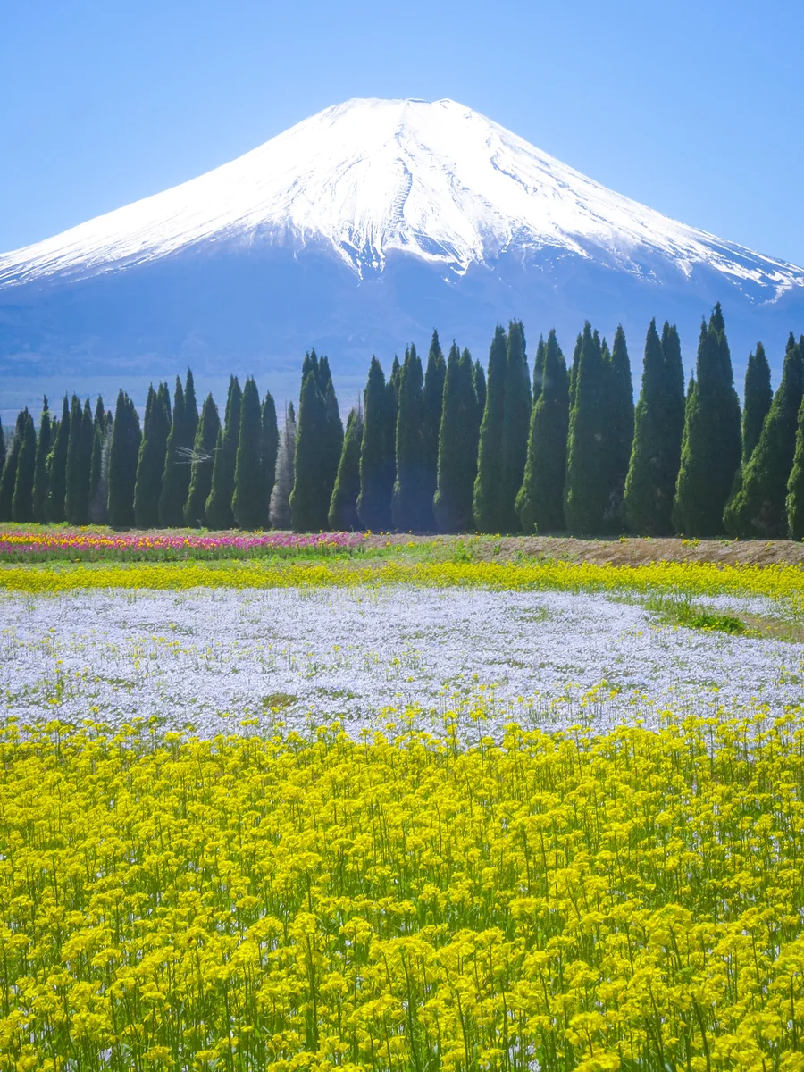 投稿写真：菜の花と白いネモフィラと化粧直しした富士山