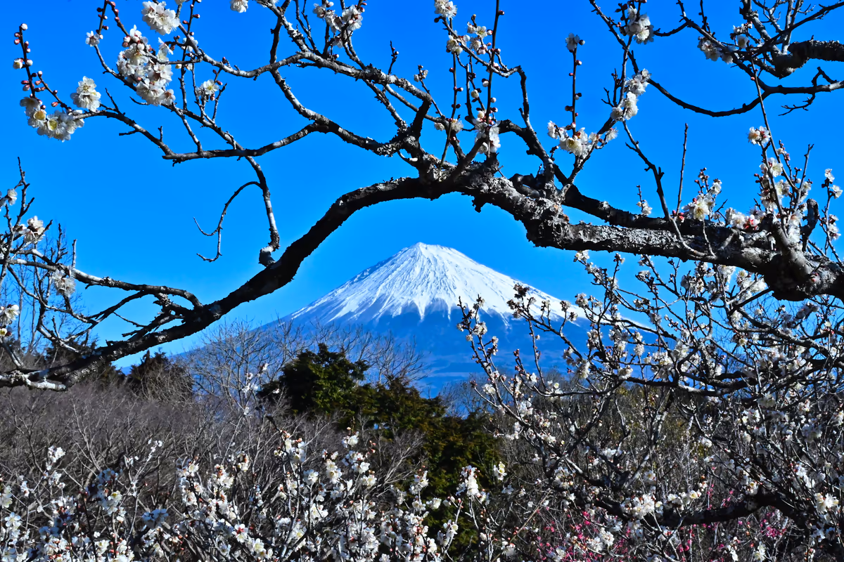 投稿写真：額縁富士