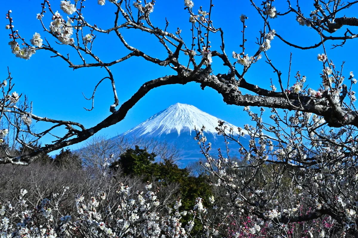 投稿写真：額縁富士