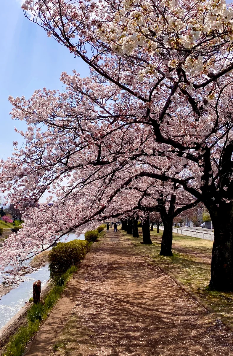 投稿写真：桜の道