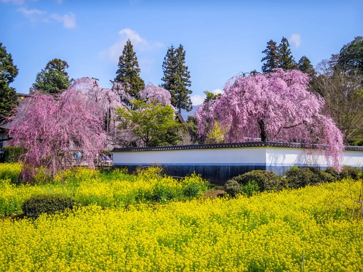 投稿写真：菜の花とシダレザクラ