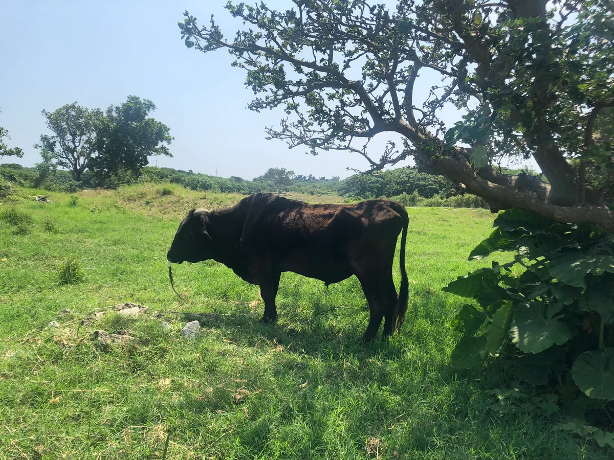 投稿写真：丑年🐮