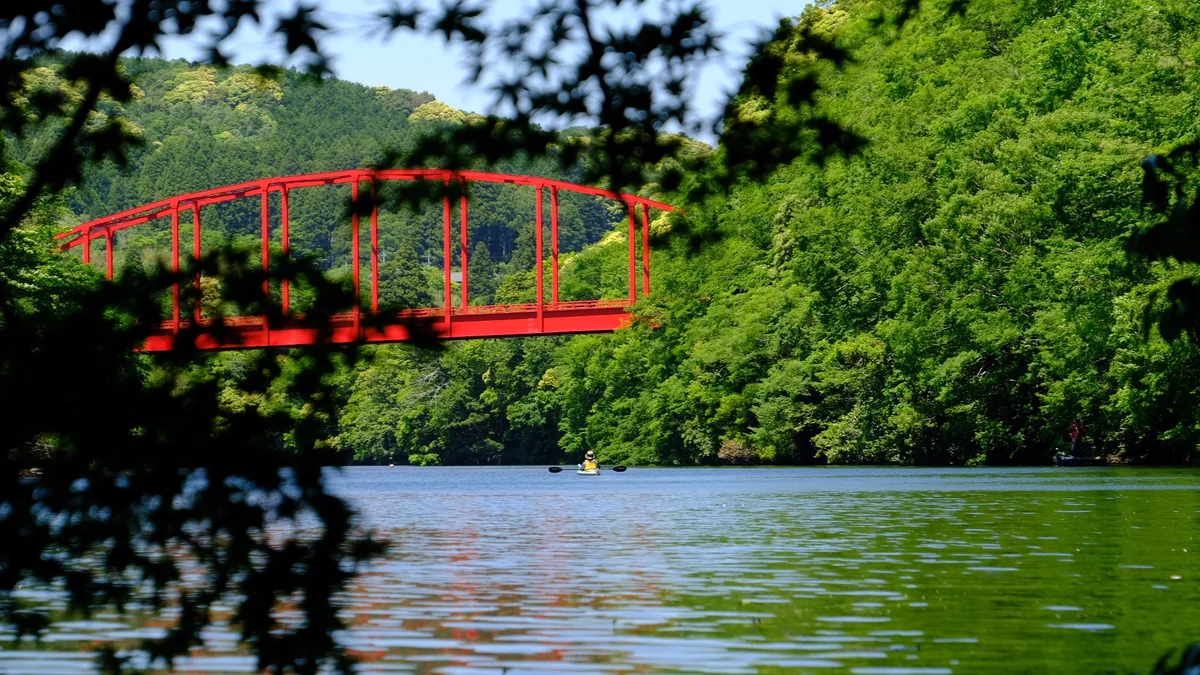投稿写真：葉緑素が一杯