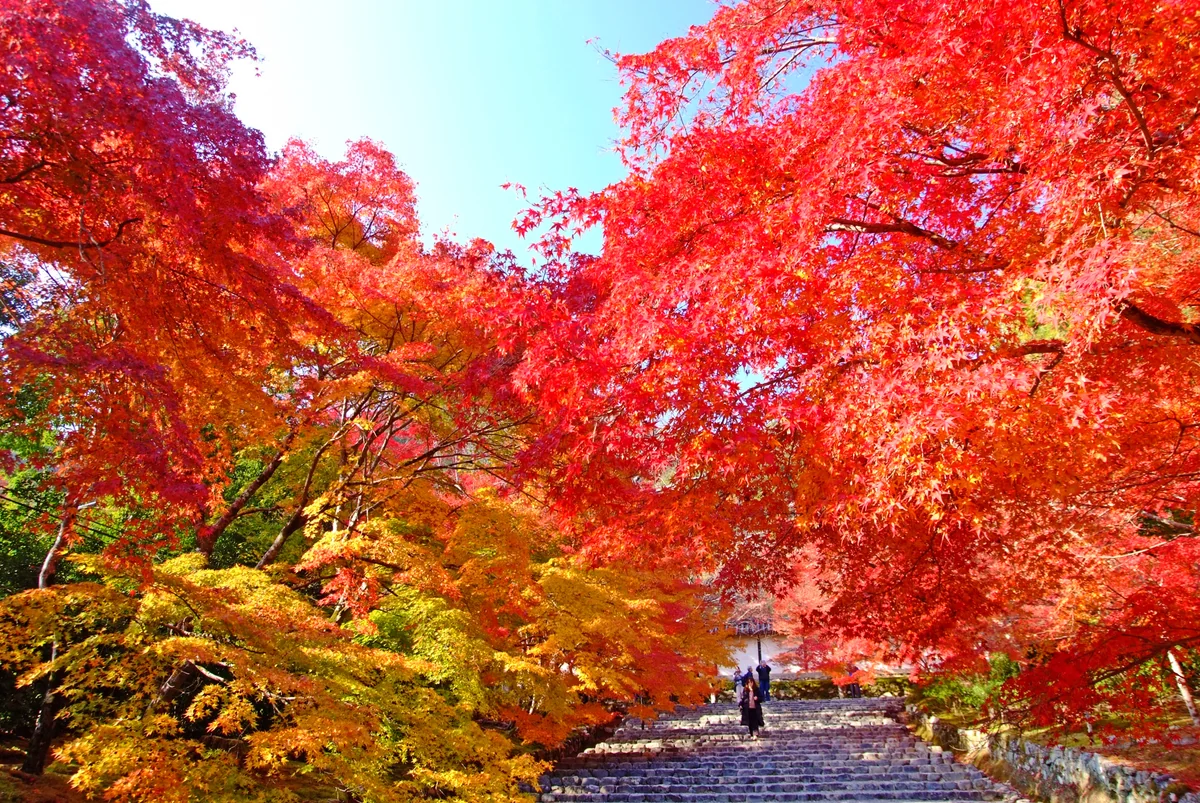 投稿写真：秋の階段