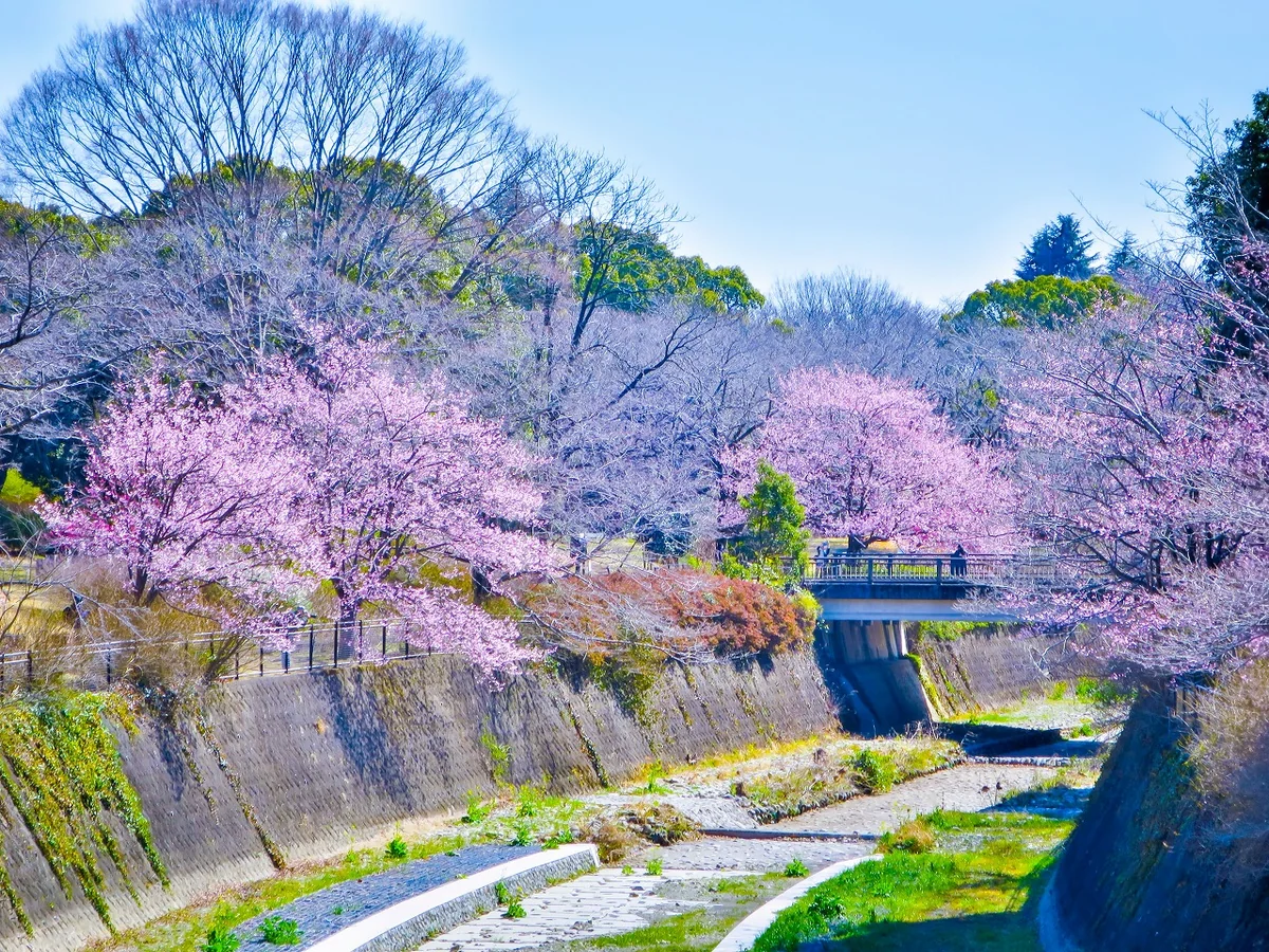 投稿写真：残堀川沿いを彩る修善寺寒桜